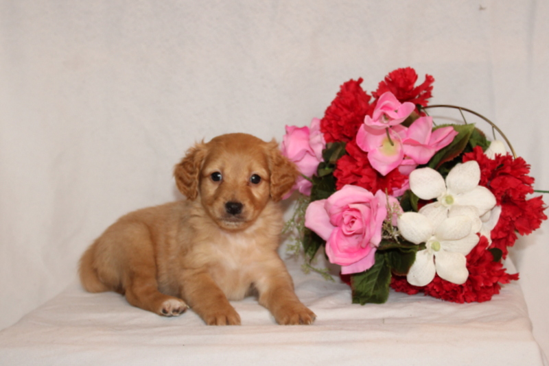 puppy, for, sale, Mini Goldendoodle F2B, Matthew B. Stoltzfus, dog, breeder, Gap, PA, dog-breeder, puppy-for-sale, forsale, nearby, find, puppyfind, locator, puppylocator, aca